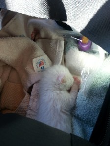 Nemo, in his carrier while in our truck. He would sleep the entire 2 hour drive on our first day.