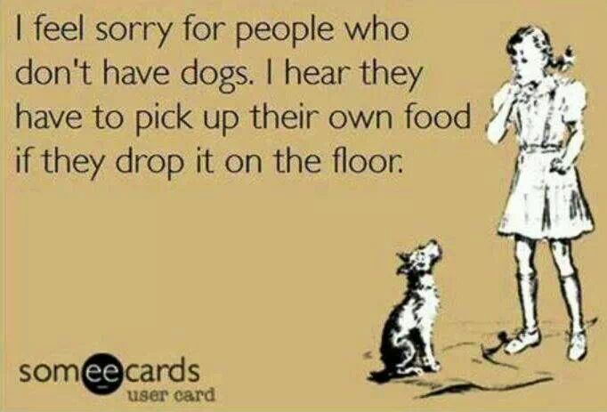 dogs clean floors